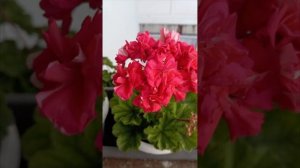 пеларгония сорт ЮВ-Кардинал
