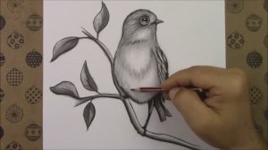 Как нарисовать птицу карандашом шаг за шагом