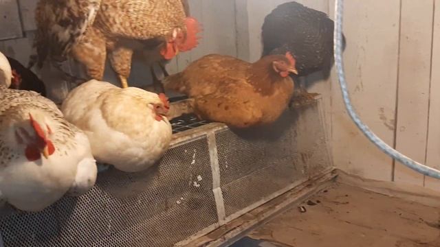 Вечерний осмотр курятников! #курынесушки #chick #курятни? смотреть онлайн