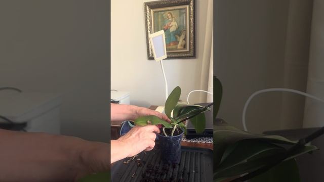 Внеплановая ревизия корней Каменной розы.