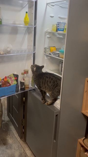 Что вы делаете в моем холодильнике 😹#cat #веселыекоты #?