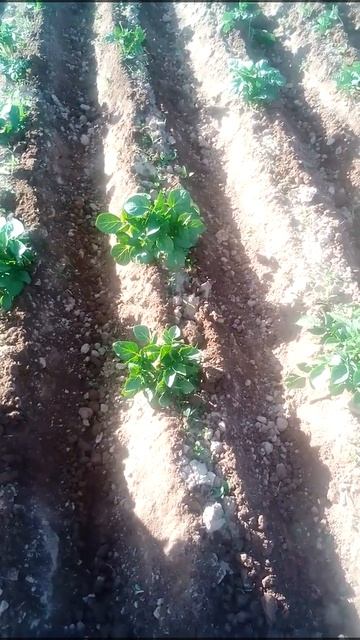 Второе окучивание картофеля. смотреть онлайн