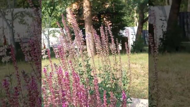 Шалфей. Какой сорт выбрать? #garden #шалфей #дубравный #цве