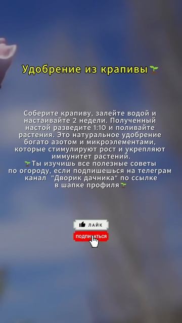 Удобрение из крапивы #огород #сад смотреть онлайн