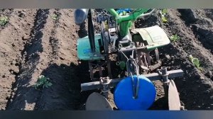 Окучивание картофеля дисковыми окучниками 2024г