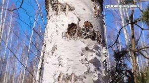 Весна в #лесу .Чистейший #воздух ! #весна #леса #природа #