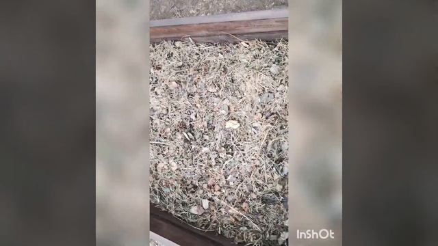 Как привести грядки в порядок за три дня? смотреть онлайн