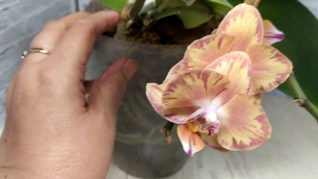 Солнышко на окошке. Про жёлтые орхидеи.#GoldRever #Limpopo #LasVega