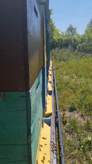 Медосбор с гречихи (Башкирия) смотреть онлайн