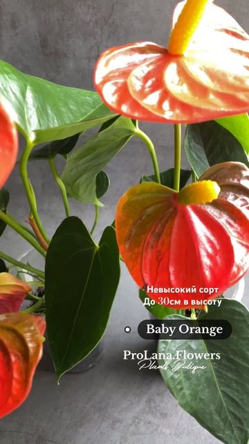 Baby Orange #anthurium #антуриум смотреть онлайн