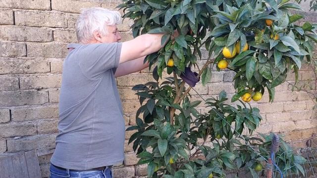 Пять лет роста: как маленькое апельсиновое дерево пре? смотреть онлайн