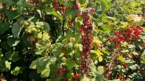 Смородина красная сорт Виксне, вот что бывает если не ?