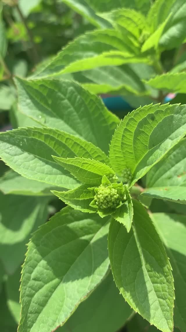 Как не засушить гортензию.. быстрая реанимация если вдруг..)