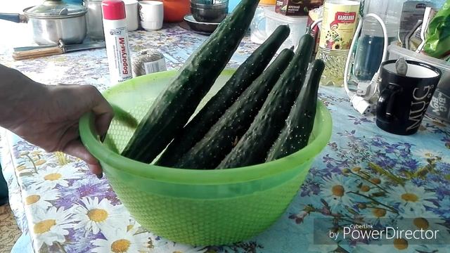 Заболели огурцы, стоит ли сеять заново / Жизнь в селе.