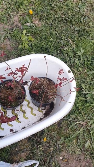 посадка голубики май 2023/blueberry planting May 2023 #shorts #blueberry #spring2 смотреть онлайн