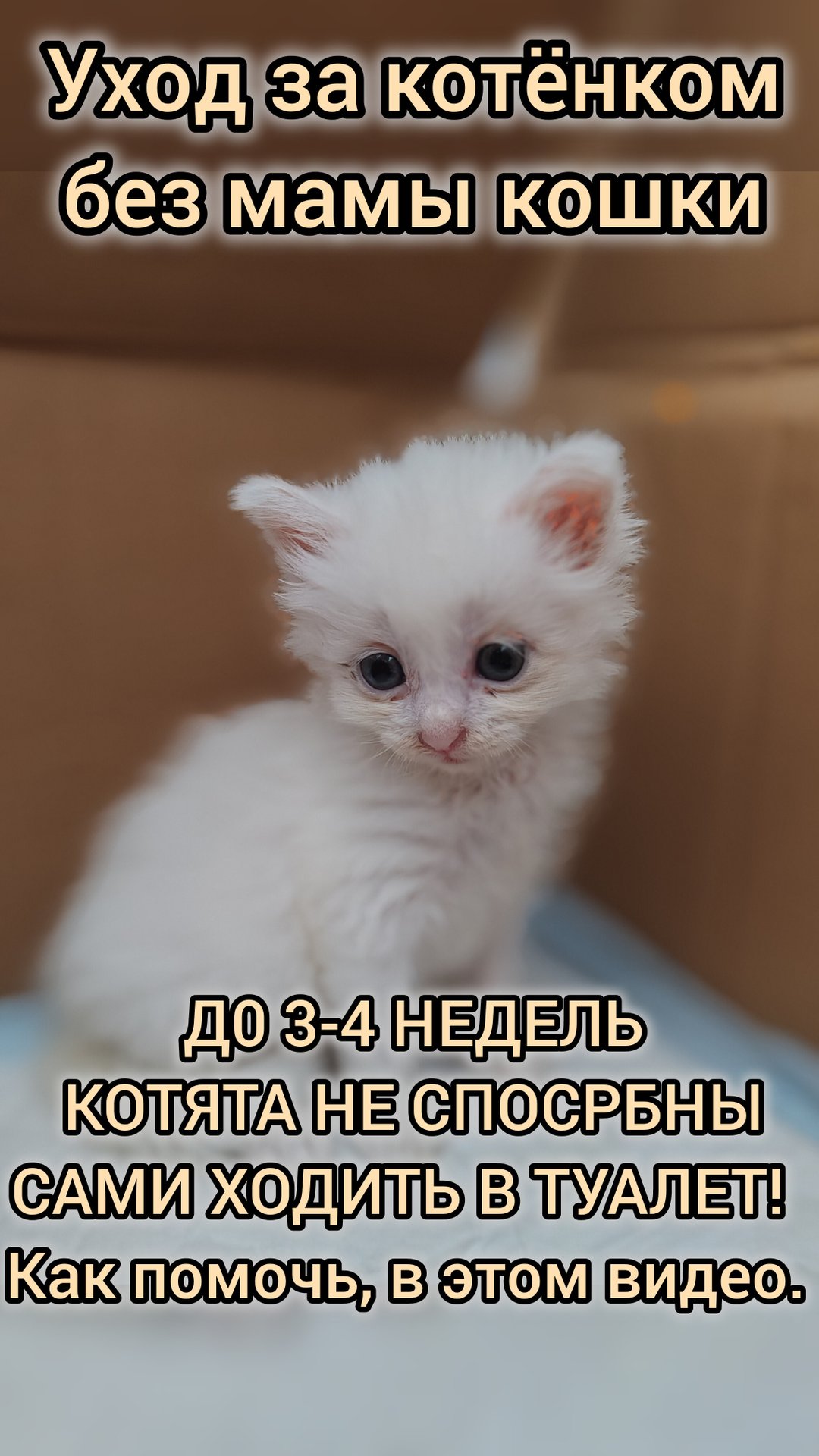 Уход за новорождённым котёнком без мамы. Часть 1. Помощь с туалетом. смотреть онлайн