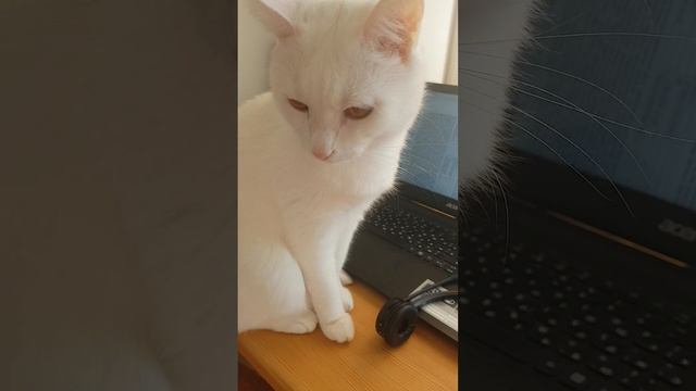 Кот шпион.Оправдывается 😂