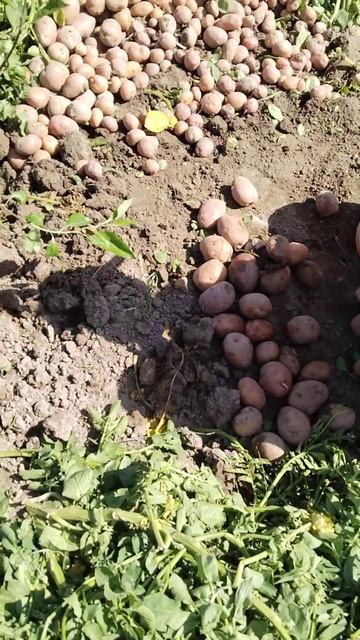 ҳосили имсолаи картошка# результат посадки картофеля смотреть онлайн