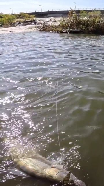 БРУТАЛЕН УДАР 😱🥶 #риболов#спининг#бялариба#tailwalk#zipbait