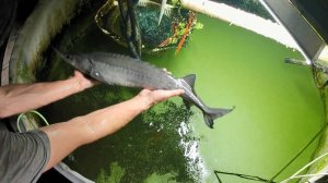 Домашняя аквапоника. Посадка салата в бассейн с осетром и карасём. Кормлю рыбу, делаю подмену воды.