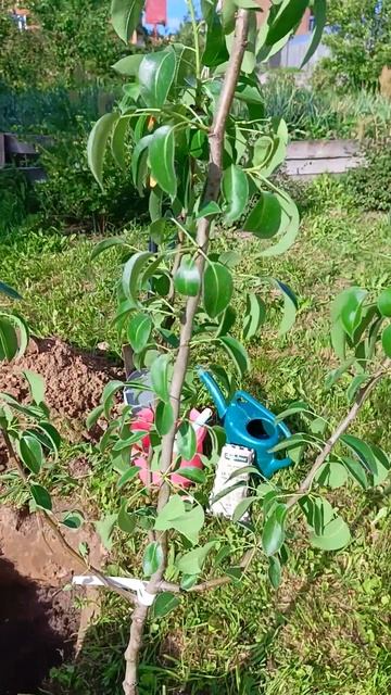 "Посадка груши": – простые правила (ничего сложного) смотреть онлайн