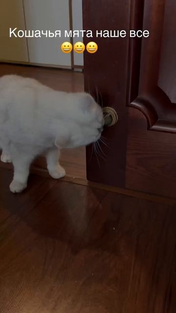 Коты балдеют от кошачьей мяты смотреть онлайн