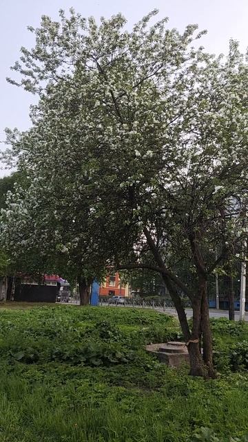 5 июня, только расцвели яблони - Север - Архангельск смотреть онлайн