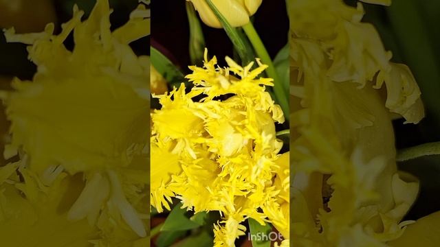 8 Марта 2025 #цветы #праздник #тюльпаны #желтые #юлияжизнь смотреть онлайн