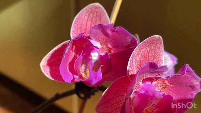 АЗИАТСКАЯ орхидея  зацвела Tiannong Golgen Vivien #орхидеицвету?