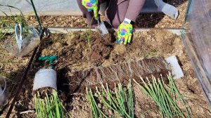 Рассада лука из улитки, посадка в грунт