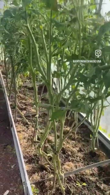 Уход за #томатами ❤️#Обрезала, но #помидор очень мало? смотреть онлайн