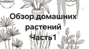 Обзор домашних растений Часть1