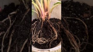 Такка (Tacca). Выращивание дома, выбор грунта и условий.