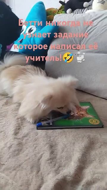быть никогда не узнает задание! 🤣🐩 #животные #юмор смотреть онлайн