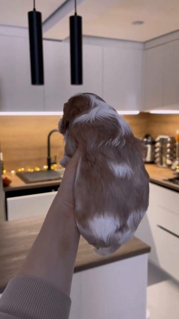 Питомник кавалер Кинг чарльз спаниелей, есть щенки. смотреть онлайн