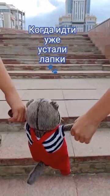 Прогулки с Басиком 🐾. Так Бася ходит по лестнице ввер? смотреть онлайн