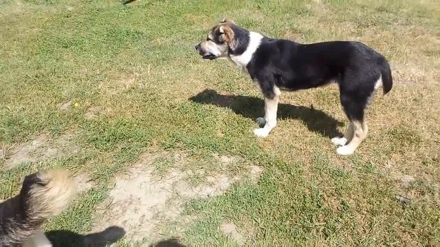 Аджина 55 месяцев продается! Ajina 55 months-female for sale!