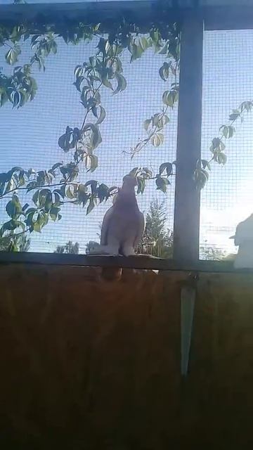 Тасманы Сиреневые Розовые голуби Алматы гребля тяга и смотреть онлайн