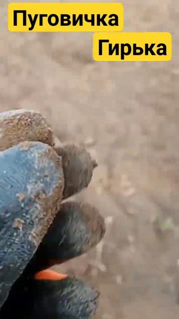 Первая "гирька"😊 #коп #find #simplex #xp #металлоискатель #garrett смотреть онлайн