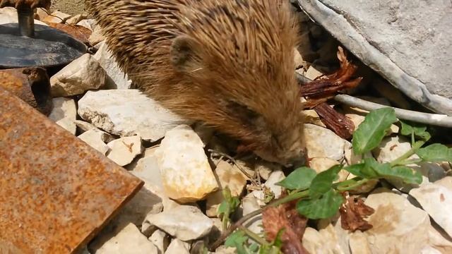 Ежик ест мясо. The hedgehog eats meat смотреть онлайн