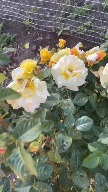 Не могу не показать это😍 #розы #цветы #кубань #краснод? смотреть онлайн