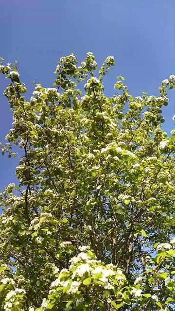 Боярышник на завтрак