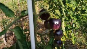 Томат Черная галактика в открытом грунте Подмосковья.