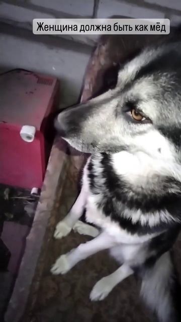 Женщина должна быть как мёд смотреть онлайн