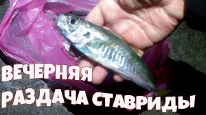 Вечерняя раздача ставриды