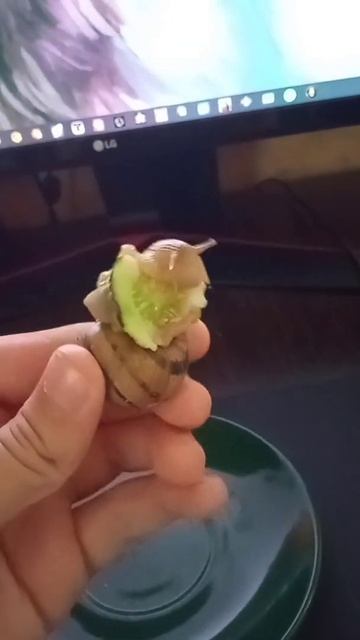 Улитки ОЧЕНЬ МНОГО едят! смотреть онлайн