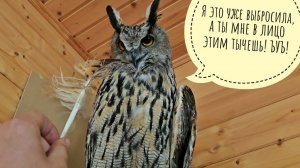 Сова филин Ёль гостит в доме до вечера. Распаковка милой посылки от Татьяны из Санкт-Петербурга