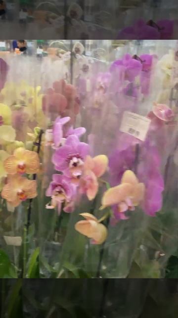 Все цветоводы бегом в Леруа Мерлен смотреть онлайн