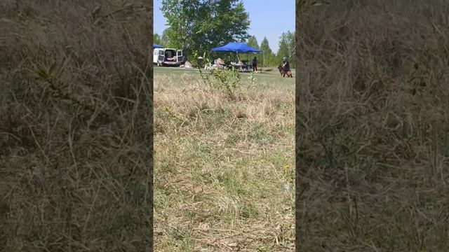 1 Отл. КЧК ЧАЙЗЕР из Звёздной Линии +++ №32. КЧК АНГАРСК 25 мая`25 Ю.Скиба Моно немецких овчарок