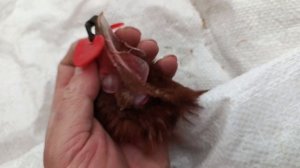 #20 Очки для кур  Ломан Браун от драк, расклева и других ?